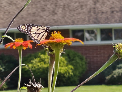 Monarch Butterfly
