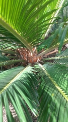 Cycas revoluta