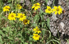 Heliopsis parvifolia
