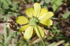 Heliopsis parvifolia