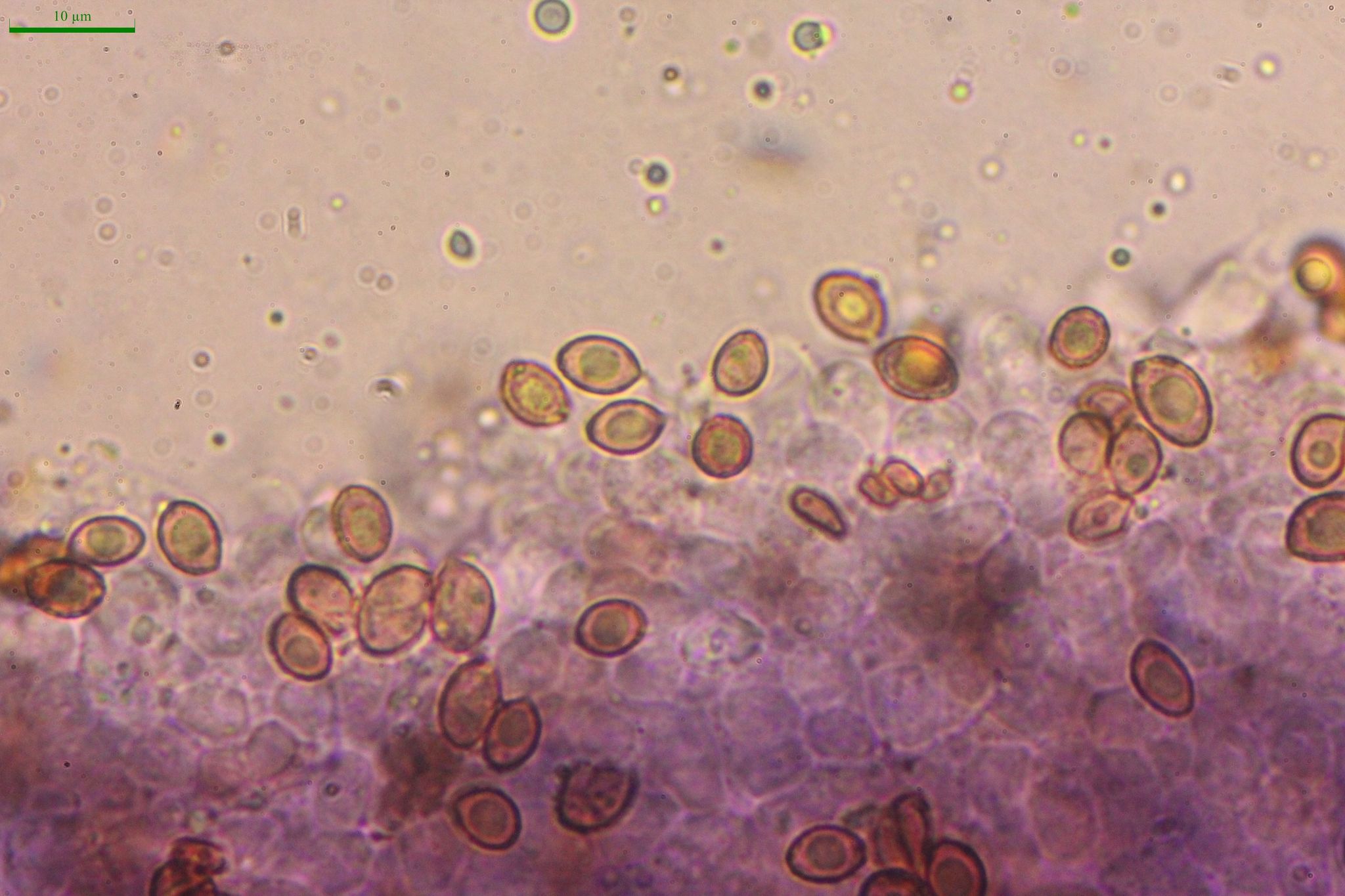 Dermocybe marylandensis image
