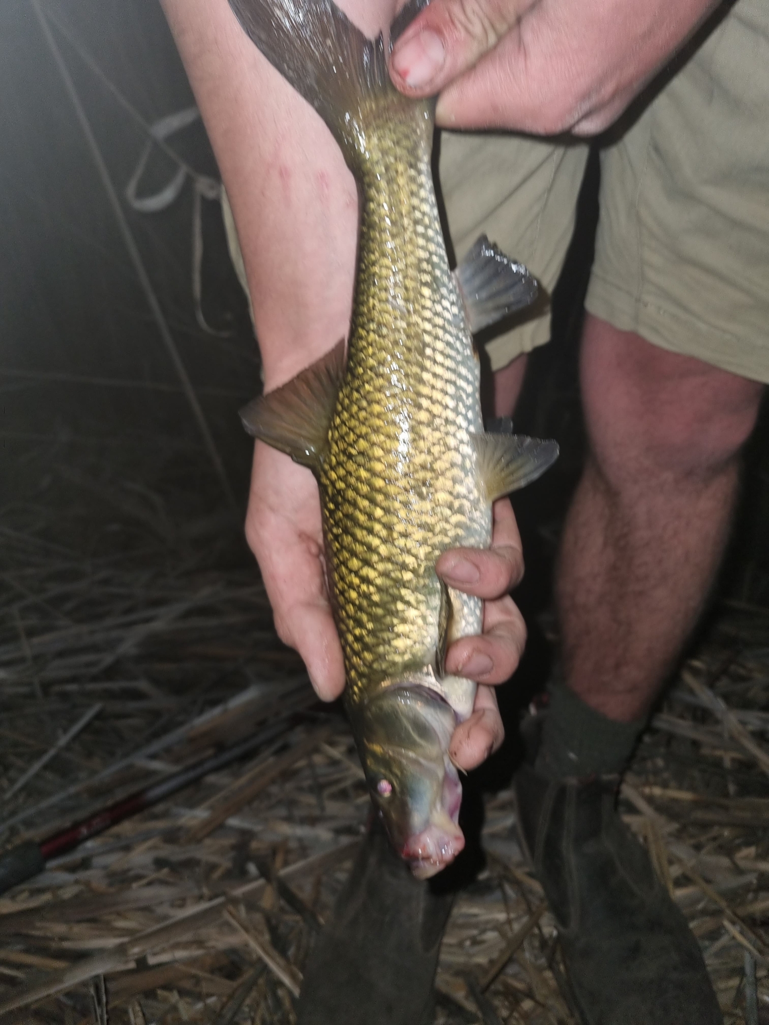 Clanwilliam Sawfin photo 6