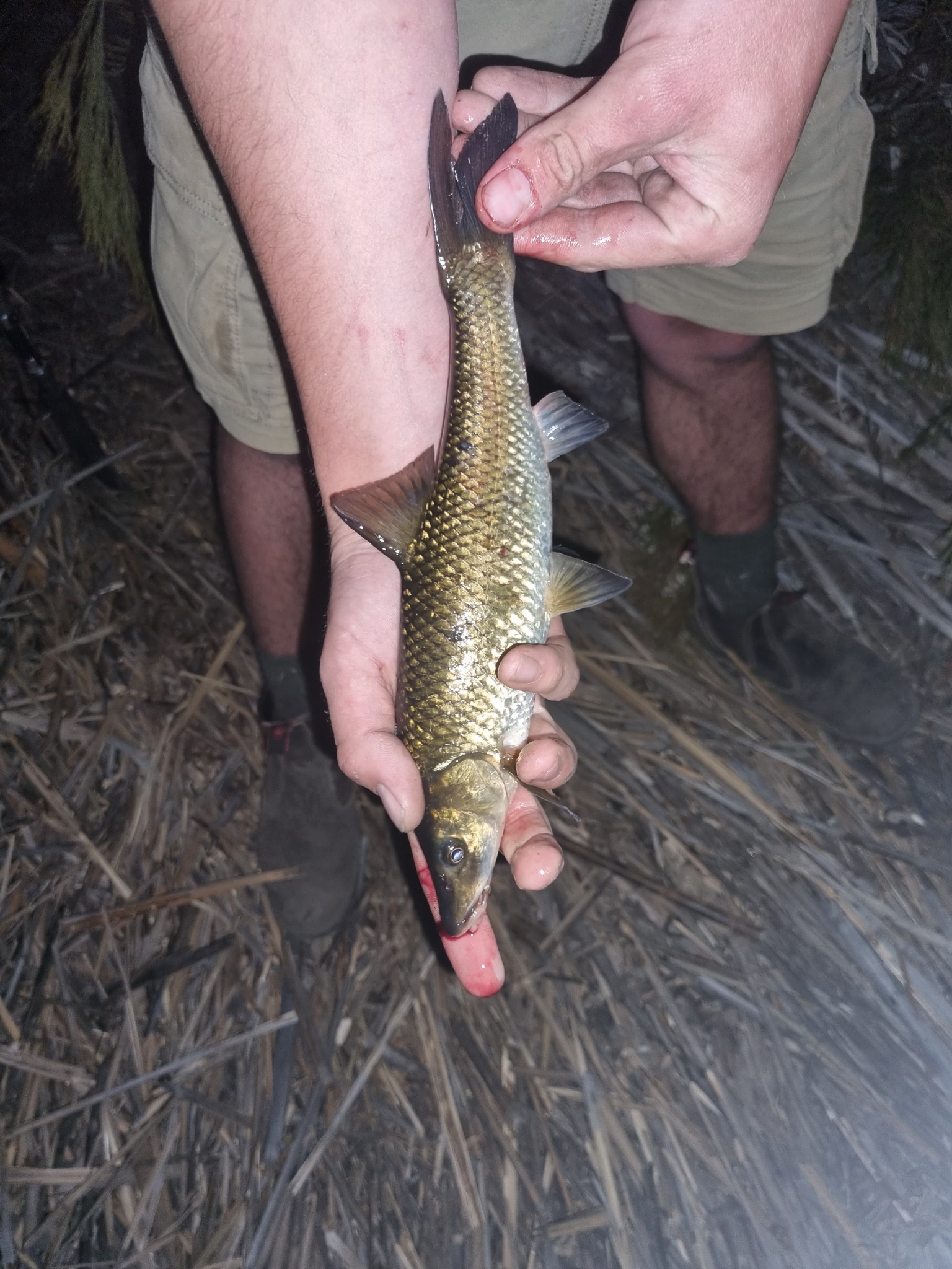 Clanwilliam Sawfin photo 7