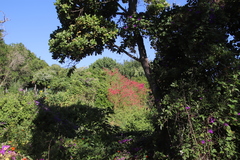 Rumex usambarensis