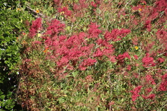 Rumex usambarensis