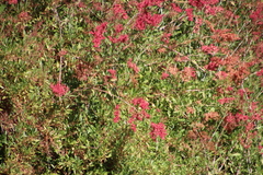 Rumex usambarensis