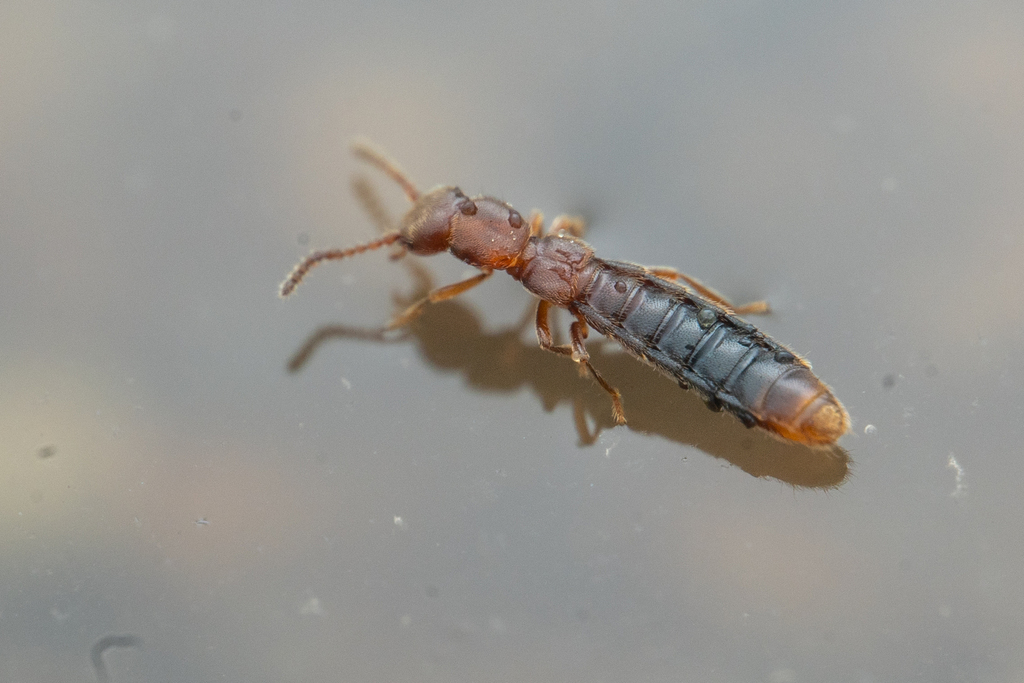 Paramblopusa borealis