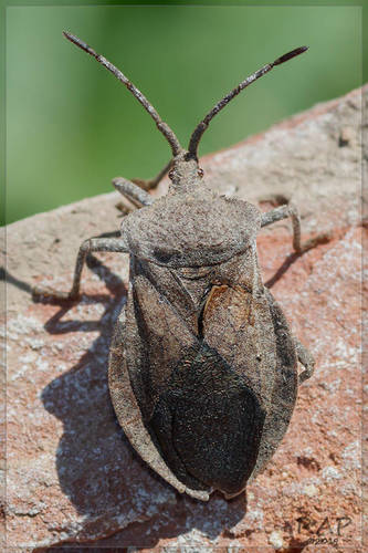 Spartocera lativentris