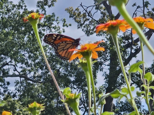 Monarch Butterfly