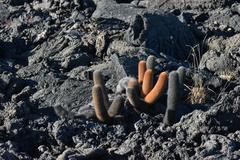Brachycereus nesioticus