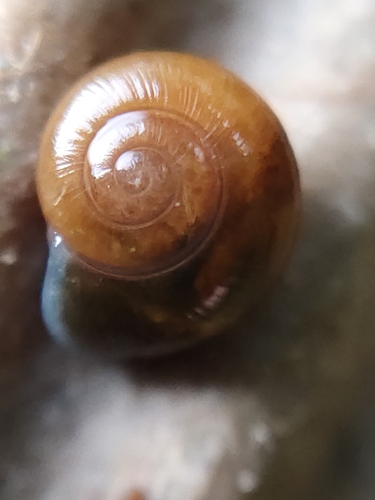 Rayed Glass snail, 22950 Trégueux, France, photo 8 of 10