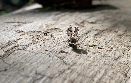 Unknown species found near E Edgewood Ave, Shorewood, WI, US
