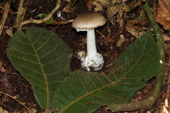 Amanita arocheae
