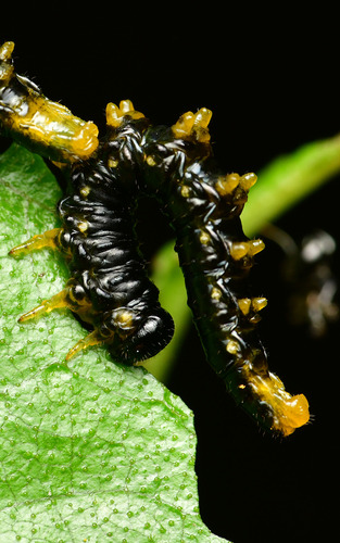 Dark Regal-sawfly