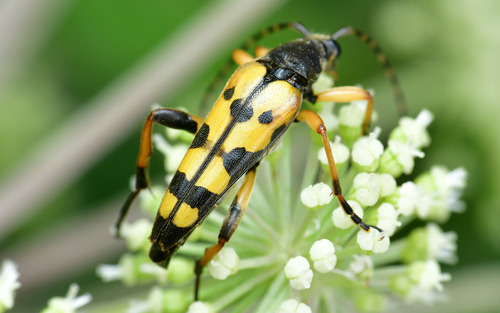 Spotted Longhorn Beetle