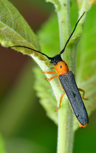 Oberea oculata