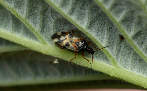 Common Flowerbug