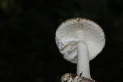 Amanita arocheae