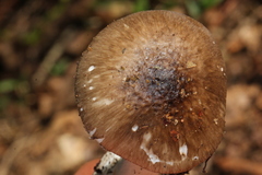 Amanita arocheae