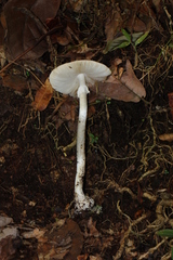 Amanita arocheae