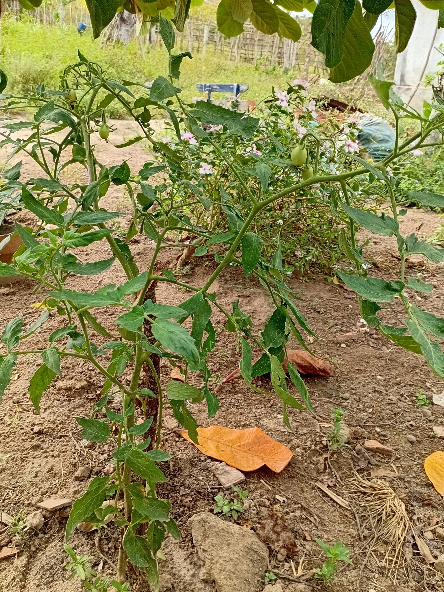Solanum lycopersicum