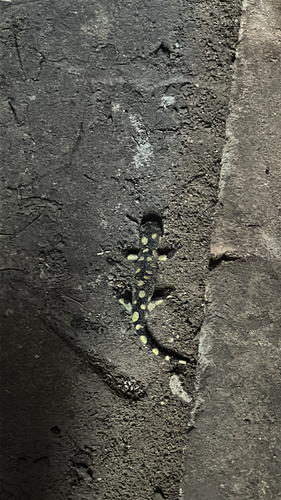 Western Tiger Salamander