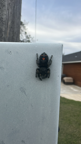 Bold Jumping Spider