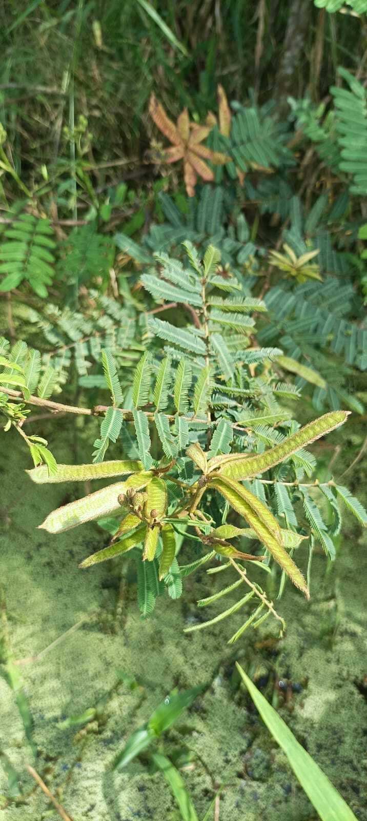 Mimosa pigra