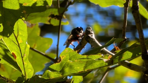 Unknown species found near Indiana, US