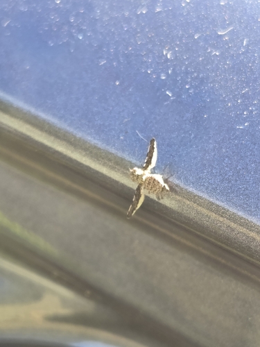 Unknown species found near East Lansing, MI 48823, USA
