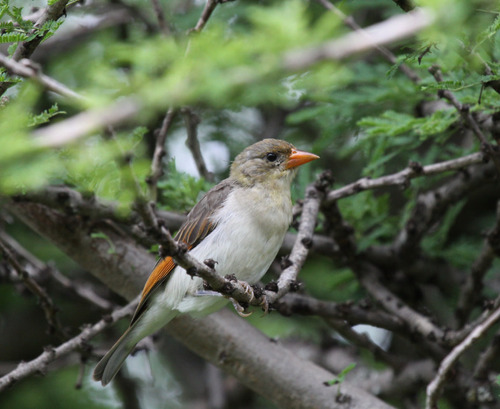 Red-headed Weaver