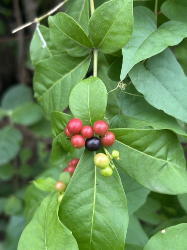 Rauvolfia tetraphylla - Whole tree