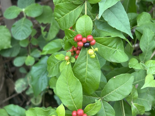 Rauvolfia tetraphylla - Leaves