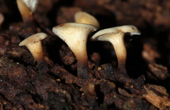 Leotiomycetes