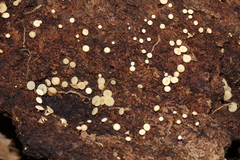 Leotiomycetes