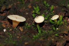 Leotiomycetes