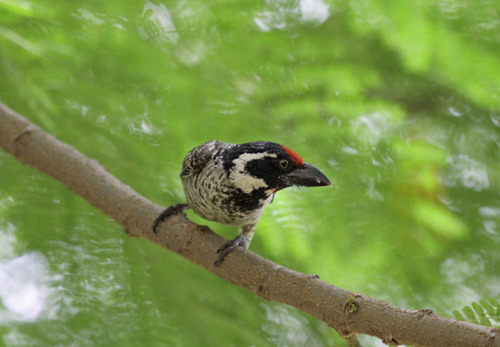 Banded Barbet