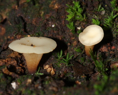 Leotiomycetes