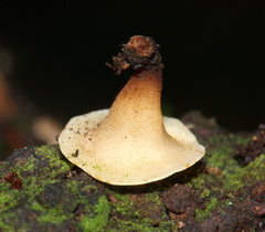 Leotiomycetes