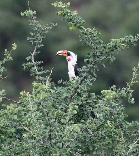 Von der Decken's Hornbill