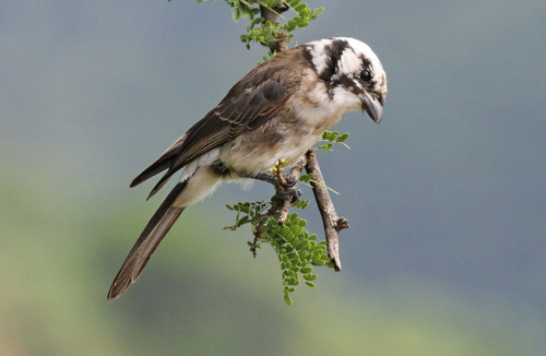 White-rumped Shrike