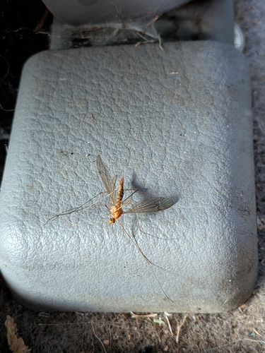 Unknown species found near Ames, IA, USA