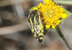 Acmaeodera amplicollis