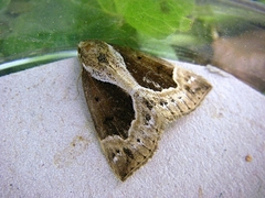 Hypena crassalis