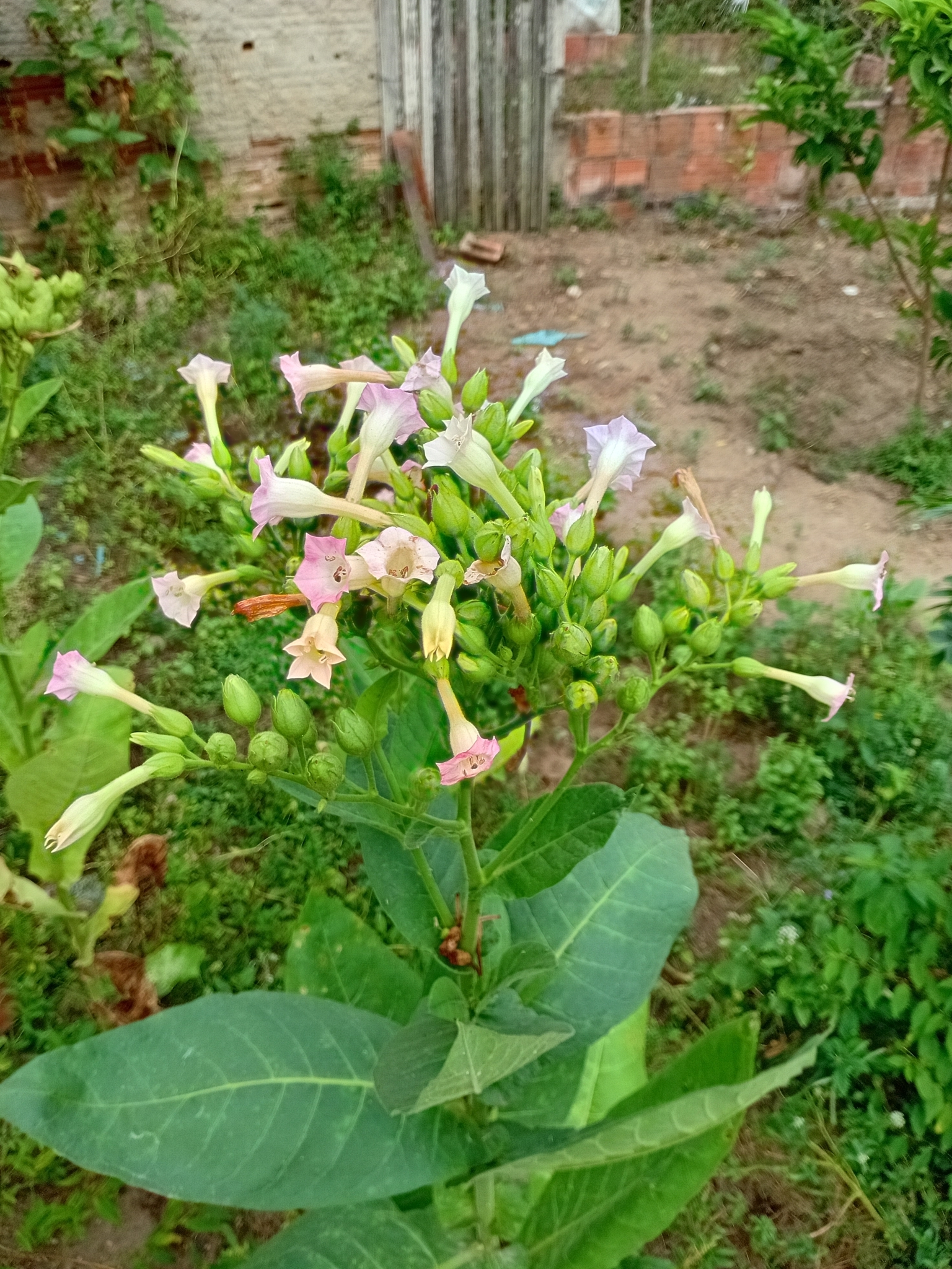 Nicotiana tabacum