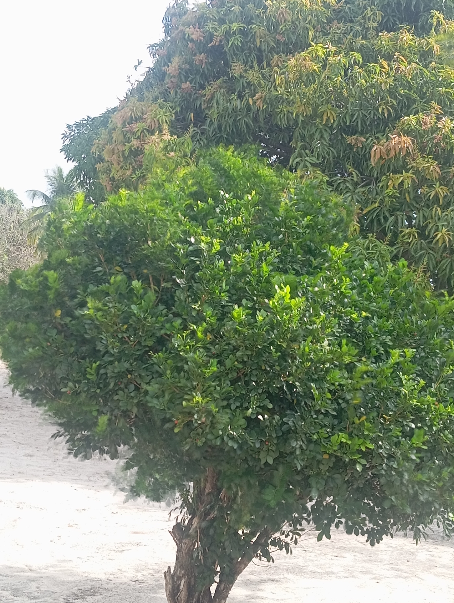 Murraya paniculata