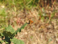 Polites vibex praeceps