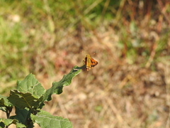 Polites vibex praeceps