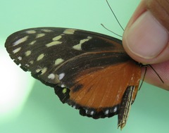Heliconius hecale zuleika