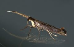 Protosynaema steropucha